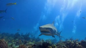 Почему нельзя справлять свою нужду в море - как спастись, если напала акула?