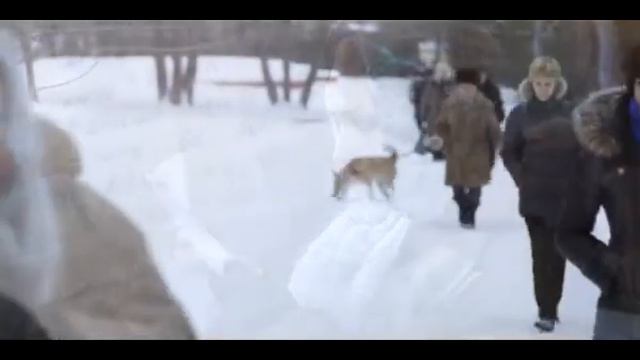 Белая ворона 2011