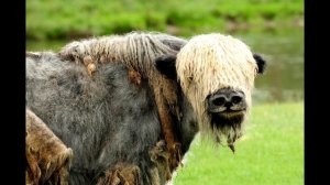 Рычания яка