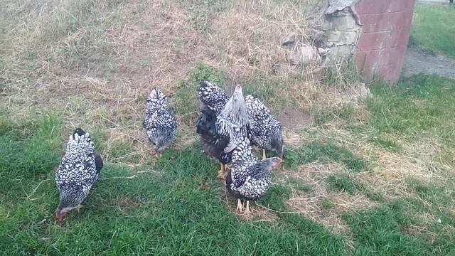 Новый петушок Виандот для наших курочек. смотреть онлайн