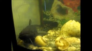 Посоветуйте, чем кормить сома