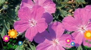 Герань кроваво-красная Вижен Виолет. Краткий обзор, описание geranium sanquineum Vision Violet
