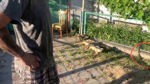 Гусь серый большой. Выпустили на двор