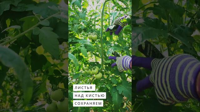 Томаты - ускоряем созревание без "химии". #дача #огород #сад #овощи #лето #garden #томаты #помидоры