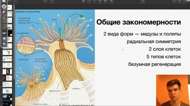 Главное о строении Кишечнополостных | Биология ЕГЭ
