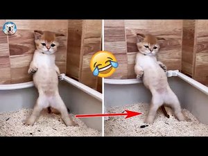 Веселое видео реакций кошек - Веселые котята делают сумасшедшие вещи