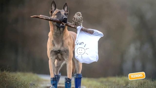 Удивительная дружба собаки и совёнка смотреть онлайн