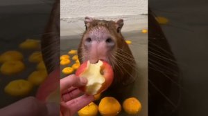 Капибара кушает яблочко, сидя в ванне