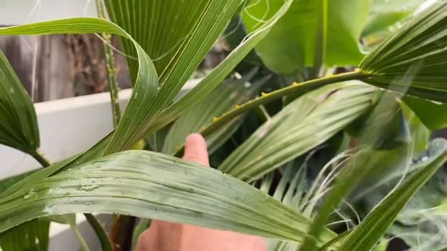Washingtonia robusta vs filifera смотреть онлайн