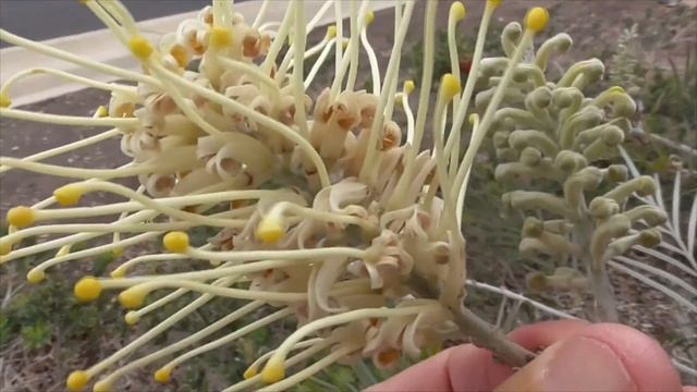 GREVILLEA MOONLIGHT flowering in Coto de Caza;; aka Bush Lollypop hybrid G. banksia x G. whiteana смотреть онлайн