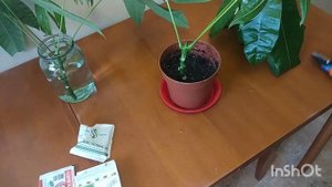 Пахира , обрезка , эксперимент по размножению