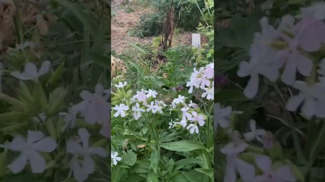 Бабочка бражник похожа на птицу колибри . Ее ещё называют «слоник»