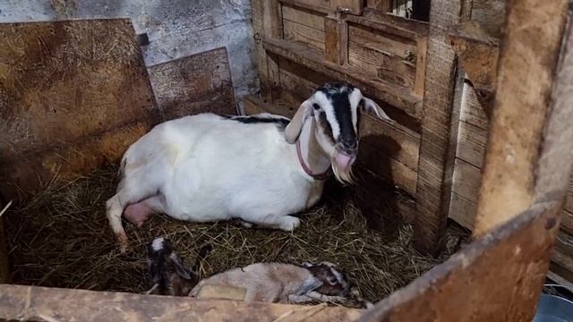 Каждый день козлята. Пятая коза тоже порадовала. Козлята сытые и балуются. смотреть онлайн