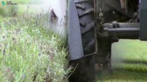 Выращивание Лаванды / Бизнес идея