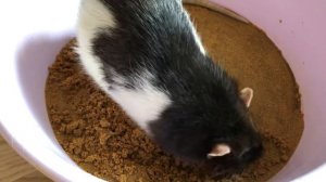 Песочница для крыс