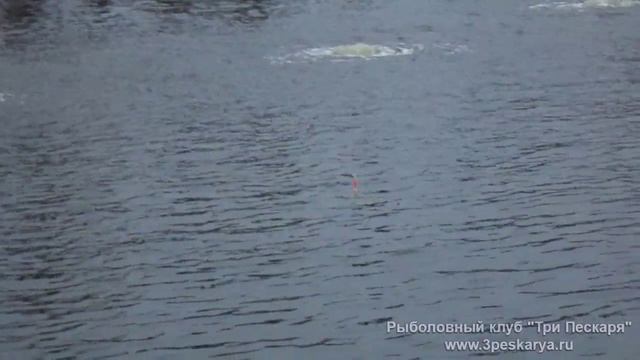Ловля форели в подмосковье Лыткинский Пруд!