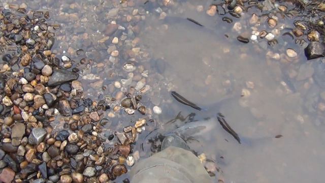 Ручейник лучшая насадка на хариуса +Эксрыболов