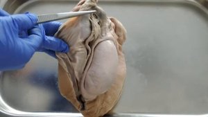 Видеозанятие 30 «Органы размножения (часть 2)»