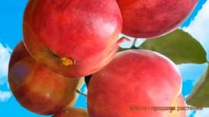 Яблоня обыкновенная Горнист (malus) ? яблоня Горнист обзор: как сажать саженцы яблони Горнист