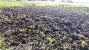 Посев многолетних трав - люцерна и кострец с покровом ячменем от А до Я
