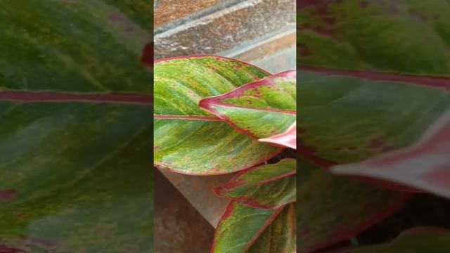 Pink Lipstick Aglaonema #IndoorPlant #Valentine #Gift #Aglaonema