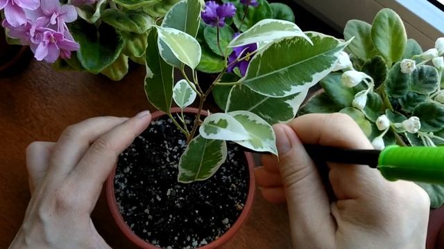 Рыхление почвы в цветочных горшках