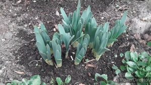 Нарциссы и тюльпаны в процессе роста. Февраль. Первая подкормка.