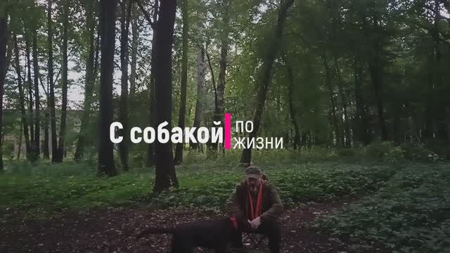 Самодельные поводки для собак смотреть онлайн