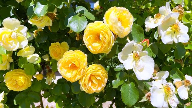 Château de Cheverny - Delbard rose смотреть онлайн