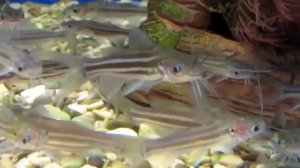 Сомик Мистус полосатый - особенности содержания