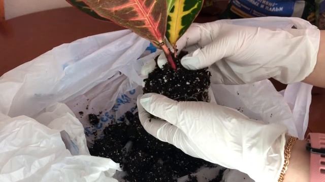 Пересадка кротона смотреть онлайн