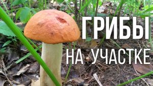Лесные грибы на своем участке. И это не миф!
