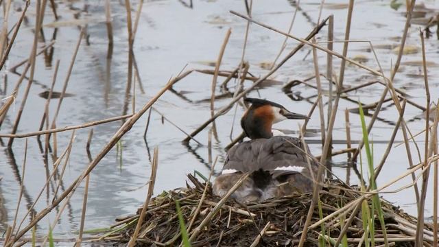 Чомги 170416 1к в Царицыно Panasonic G80 4K25fps 80 смотреть онлайн