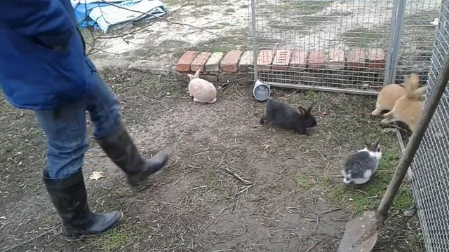 Можно-ли кроликам свежую траву??? Смотрите и делайте выводы сами. смотреть онлайн