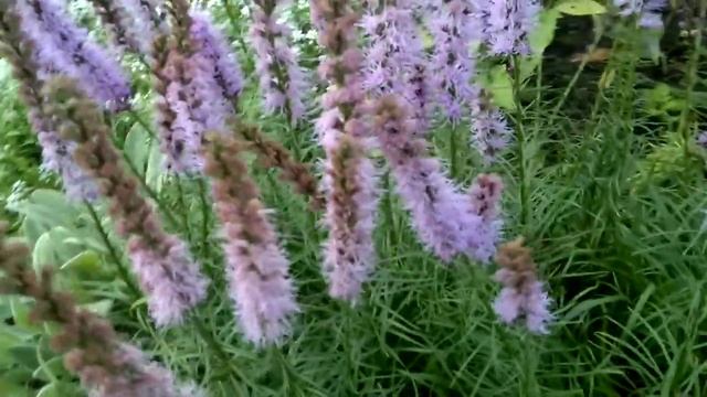 Лиатрис фиолетовый.Liatris.