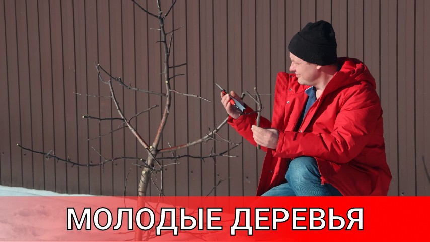 кривая алыча и мельба из семечки - формирую молодые саженцы