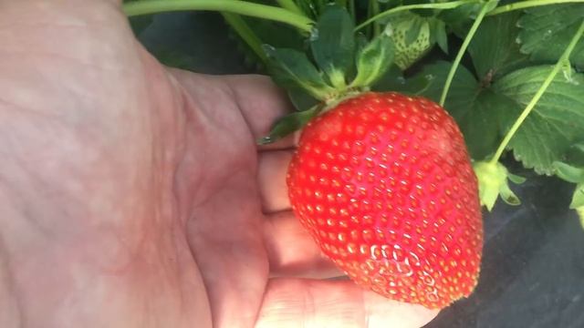 Уборка Квики и Ами. Сезон 2019. смотреть онлайн