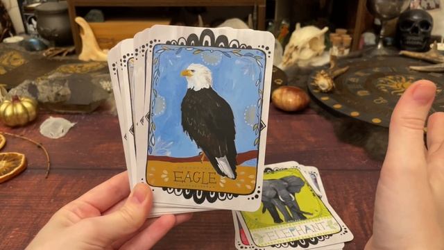 Animal only oracle decks, people not advised // Deck Collection Series 2022 смотреть онлайн