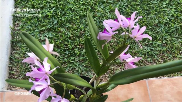 Cattleya Mozart (November 2020 bloom) смотреть онлайн