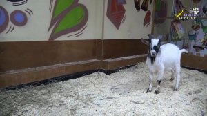 Дрессировка козла