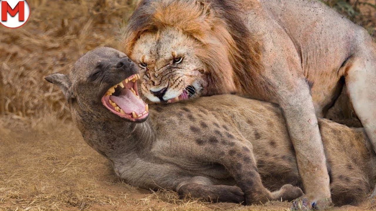 Нападение львов. Самые интересные животные.