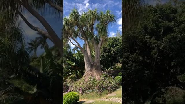 ponytail palm 酒瓶蘭 トックリラン Бокарнея отогнутая لیندا (Beaucarnea recurvata)