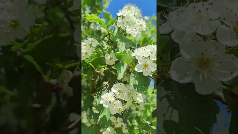 Многие ли помнят эту дату ???