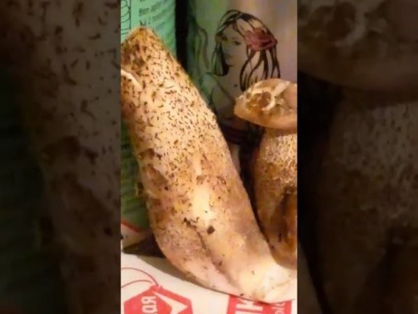 Самый маленький гриб