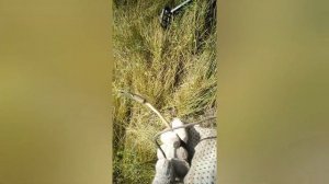 Что можно найти с металлоискателем Minelab go-find 11? На полевом стане.