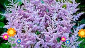 Астильба арендса Аметист (Amethyst). Краткий обзор, описание характеристик, где купить рассада