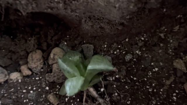 ДВА МИНИСАДИКА С ПЯТЬЮ ХАВОРТИЯМИ И ГАСТЕРИЕЙ ?? смотреть онлайн