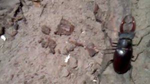 Бой жуков оленей (Battle beetles deer).mp4