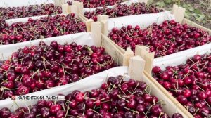 На равнине и в южном Дагестане собирают урожай сливы и черешни