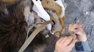 спасение алабая ч 6